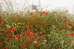 Montane Prints: Fields full of poppies and other cornfield weeds - with road signs beyond - on the Grande Piano