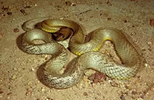 Images Dated 25th July 2006: Fierce snake / Western Taipan / Inland taipan