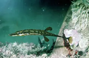 Stickleback Prints: Fifteen-spined Stickleback