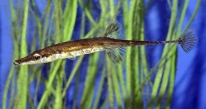 Fish Collection: Fifteen-spined Stickleback, lives in European shallow water, marine and freshwater habitats