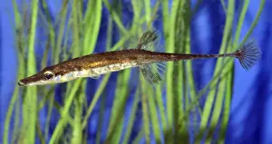 Fifteen-spined Stickleback, lives in European shallow water, marine and freshwater habitats
