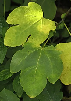 Images Dated 1st November 2005: Fig leaf. Autumn