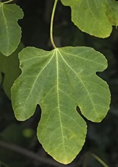 Images Dated 1st November 2005: Fig leaf. Autumn