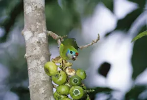 Figs Prints: Fig Parrot - feeding on figs