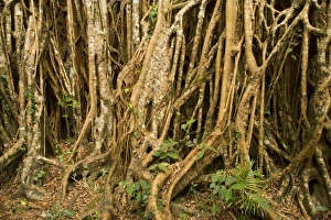 Images Dated 6th September 2008: Fig roots - countless roots anchor and support this most impressive Strangler Fig on the Atherton