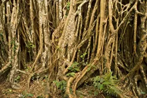 Figs Prints: Fig roots - countless roots anchor and support this most impressive Strangler Fig on the Atherton Tablelands