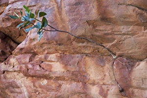 Images Dated 8th August 2007: Fig sapling Growing from a rock in the Ingebong Range, Canning Stock Route, Western Australia