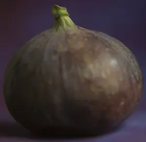 Fruit And Veg Prints: Fig - in studio