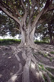 Ground Level Prints: Fig Tree Awassa Ethiopia fam: Moraceae