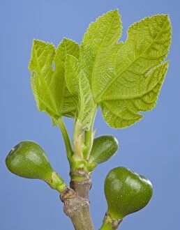 Fig Tree - bud, young leaves and figs in spring