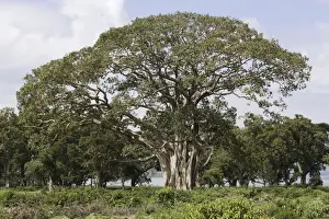 Figs Prints: Fig Tree fam:Moraceae