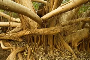 Images Dated 19th July 2008: Fig tree roots - this enormous fig tree created an impressive root system to attach itshelf to