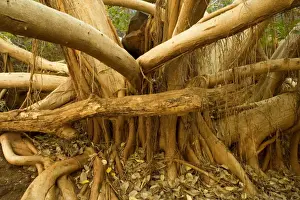 Fig tree roots - this enormous fig tree created an impressive root system to attach itshelf to the steep canyon walls in Dales Gorge. The roots even kind of embrace hugh boulders on the canyon floor to stabilize its weight - Dales Gorge