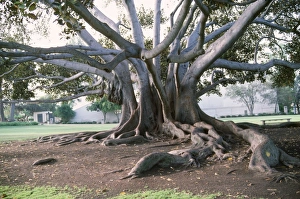 Images Dated 28th July 2006: Fig Tree - showing trunks & buttress roots Moreton Bay, Australia