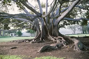 Figs Prints: Fig Tree - showing trunks & buttress roots Moreton Bay, Australia