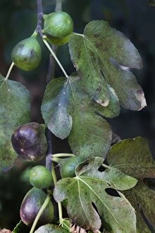 Images Dated 19th October 2011: Fig-tree - white fruit