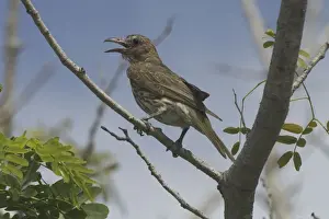 Figbird Female Royal Darwin Hospital grounds, Northern Territory, Australia
