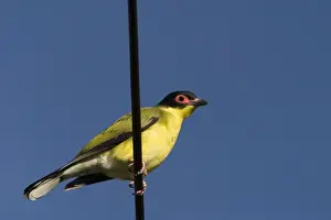Wire Prints: Figbird male Figbirds are forest and woodland birds that follow fruiting trees even into urban gardens