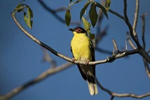 Images Dated 1st November 2007: Figbird Male of the subspecies with the yellow underparts named either ashbyi or flaviventris by