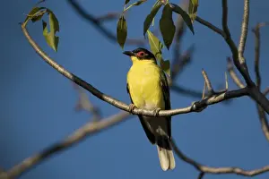 Figbird Male of the subspecies with the yellow underparts named either ashbyi or flaviventris by different authorities. Found in parts of the Kimberley, far north Northern Territory and in the Cape York area of Queensland