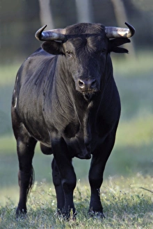 Images Dated 21st April 2007: Fighting Bull - on meadow, Alentejo, Portugal