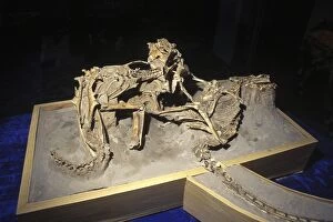 The Fighting Dinosaurs: skeletons of Protoceratops and V