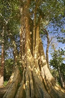 Images Dated 18th July 2004: figuier sycomore (Ficus sycomorus L.)