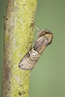 Buff Tip Collection: Figure of Eighty Moth - Essex - UK IN000895