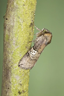 Buff Tip Collection: Figure of Eighty Moth - Essex - UK IN000895