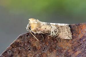 Butterflies And Moths Gallery: Figure of Eighty Moth - Summer