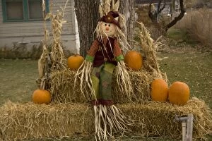 Halloween Collection: Figure and pumpkins, set up to commemorate Hallowe'en. Cannonville, Utah