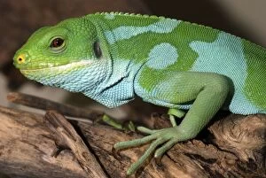 Reptiles & Amphibians Collection: Fiji Banded Iguana - male - Fiji