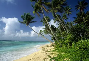 Palms Prints: Fiji - one of the best shelling beaches in the world - Lavena Beach - Taveuni Island