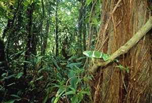 Images Dated 16th July 2010: Fiji Crested Iguana - male - Endemic to Fiji - Endangered