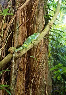 Iguanas Prints: Fiji Crested Iguana - male - Endemic to Fiji - Endangered