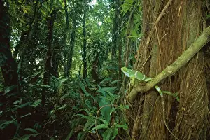 Iguanas Prints: Fiji crested Iguana - perched on rainforest vine, Fiji, Endemic to Fiji JPF31568