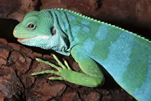 Fiji Island Banded Iguana, Fiji