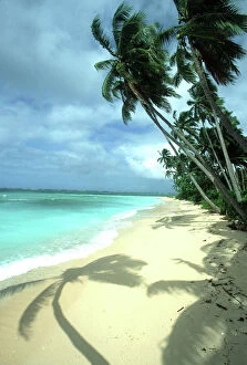 Landscapes Collection: FIJI - Taveuni Island, Beach, Coconut Palms & Shadow