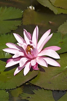 Images Dated 27th August 2012: Fiji, Viti Levu Island. Water lily flower