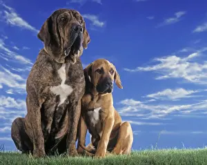 Brazil Prints: Fila Brasileiro / Brazilian Mastiff Dog - two sitting Used to bring down wild cats and control cattle in Brazil
