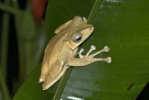 File Eared Prints: File-eared Tree Frog Borneo