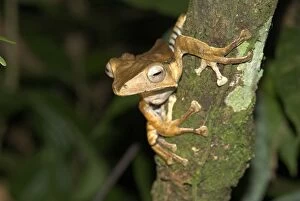 Images Dated 3rd August 2006: File-eared Tree Frog Borneo