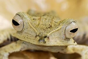 File-eared Tree Frog / Whipping Frog (Polypedates otilophus