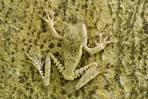 Reptiles And Amphibian Prints: File-eared Tree Frog / Whipping Frog - Danum Valley Conservation Area - Sabah - Borneo - Malaysia