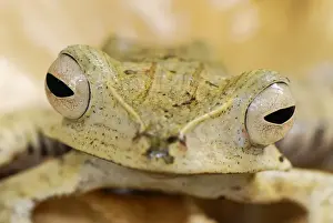 File-eared Tree Frog / Whipping Frog - Danum Valley Conservation Area - Sabah - Borneo - Malaysia