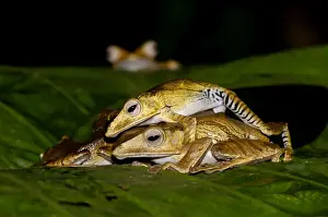 File Eared Prints: File-eared Tree Frogs mate (and one watches in background)