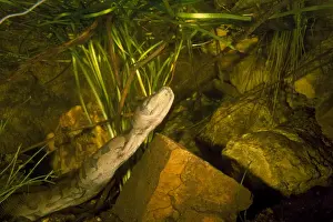 File Snake - underwater, about to surface to breath. Northern Australia
