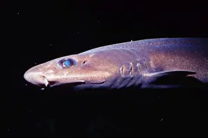 Deep Sea Prints: Filetail Catshark - deep sea 300 - 4100 feet. Monterey Bay California, USA