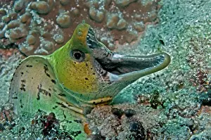 Jaws Prints: Fimbraited Moray - with mouth wide open - Indonesia