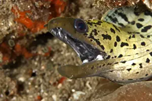 Eels Prints: Fimbrated Moray Eel - Indonesia